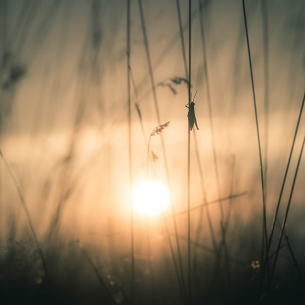post_1187_dolbears_law_1