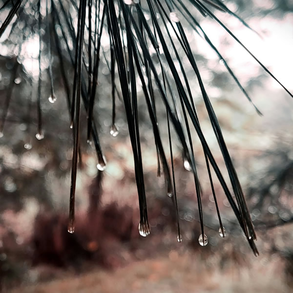 post_1223_shirin_yoku_3