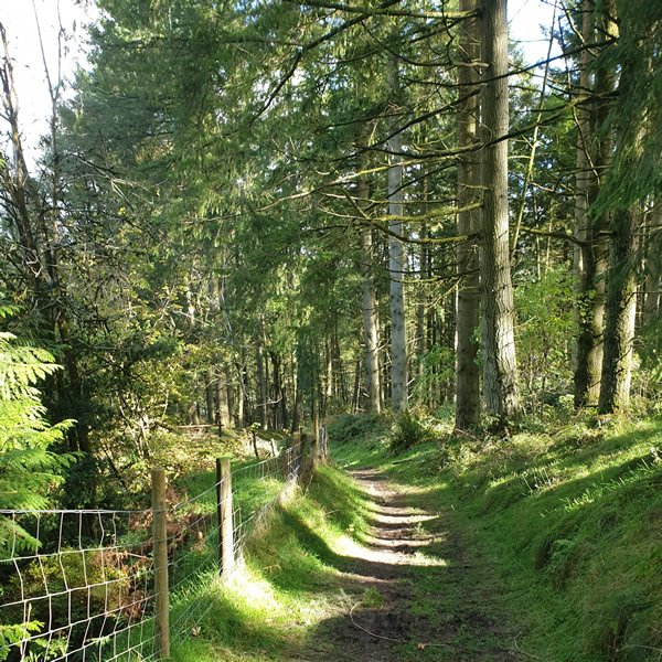 post_1223_shirin_yoku_6